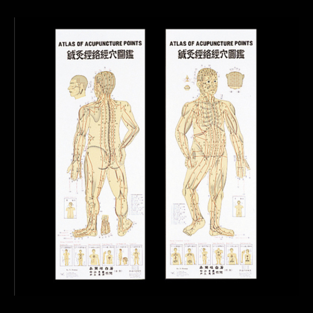 針灸経穴図(2枚セット)