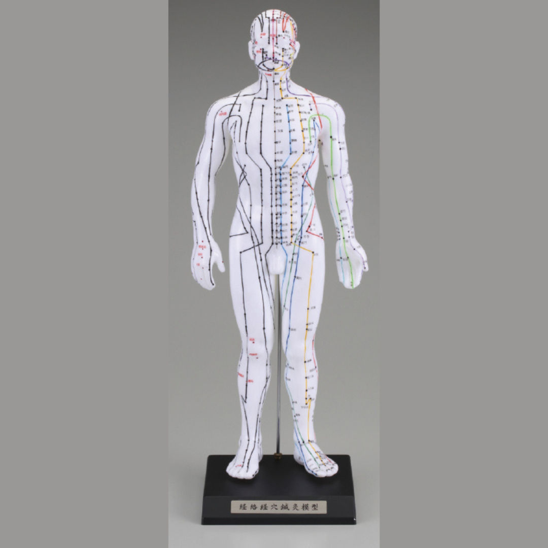 けいけつくんⅡ(WHO標準経穴部位)