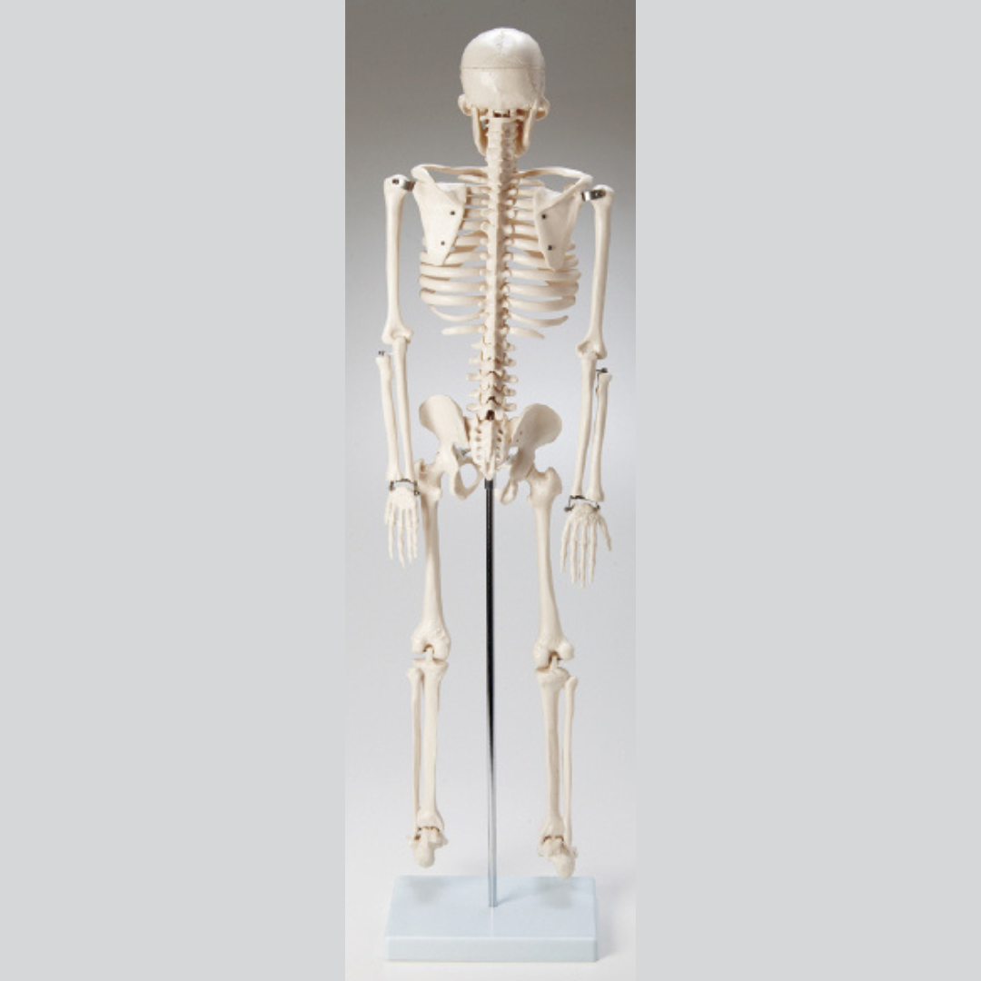 ミニ人体骨格模型(85cm)(在庫品限り販売終了)