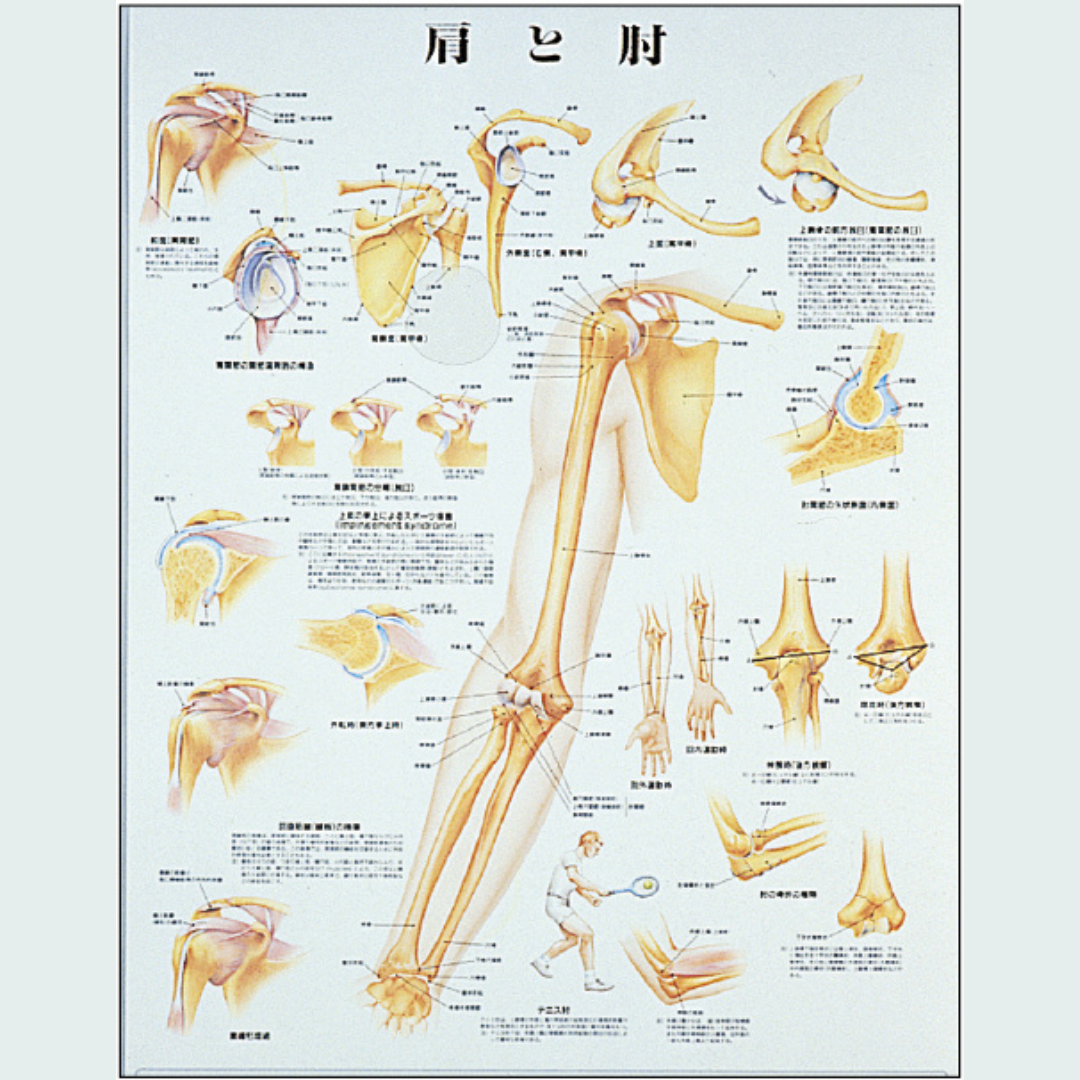 肩と肘