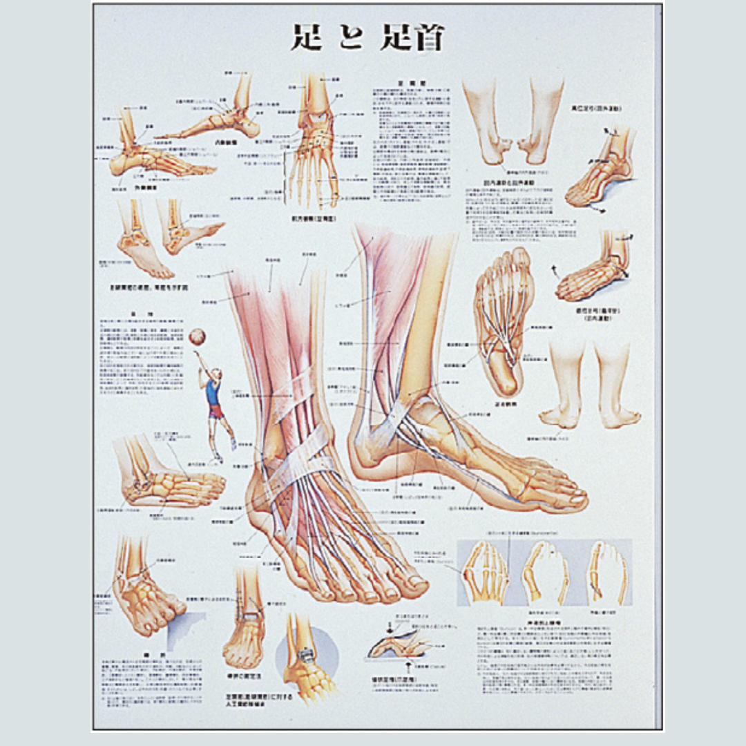 足と足首