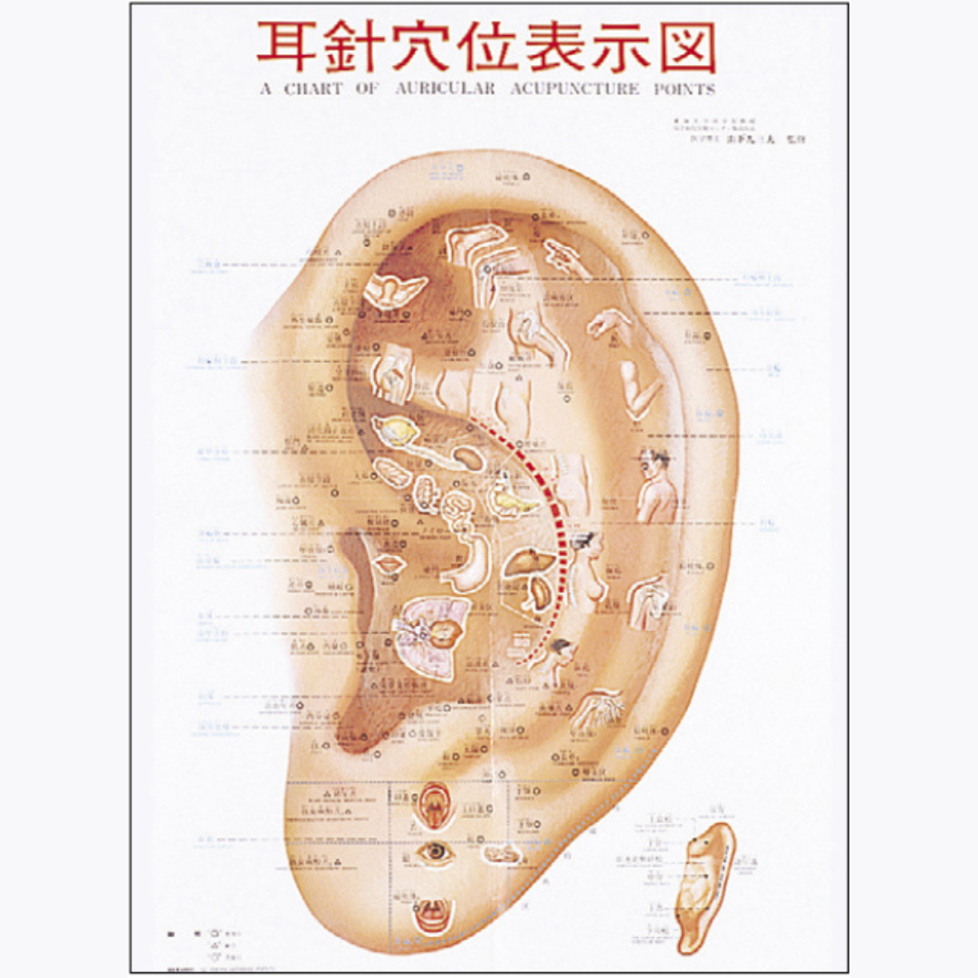 耳介図カラー図鑑