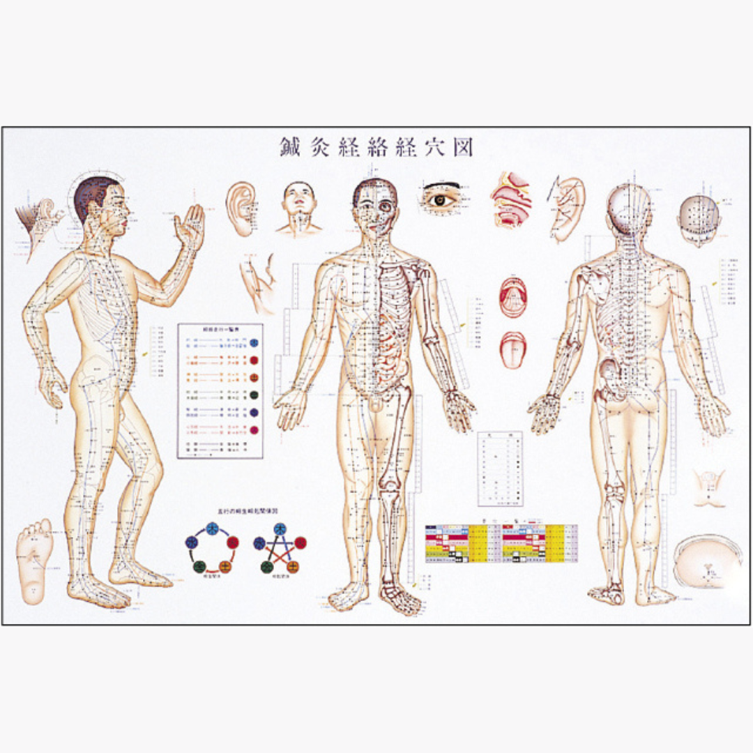 鍼灸経絡経穴図