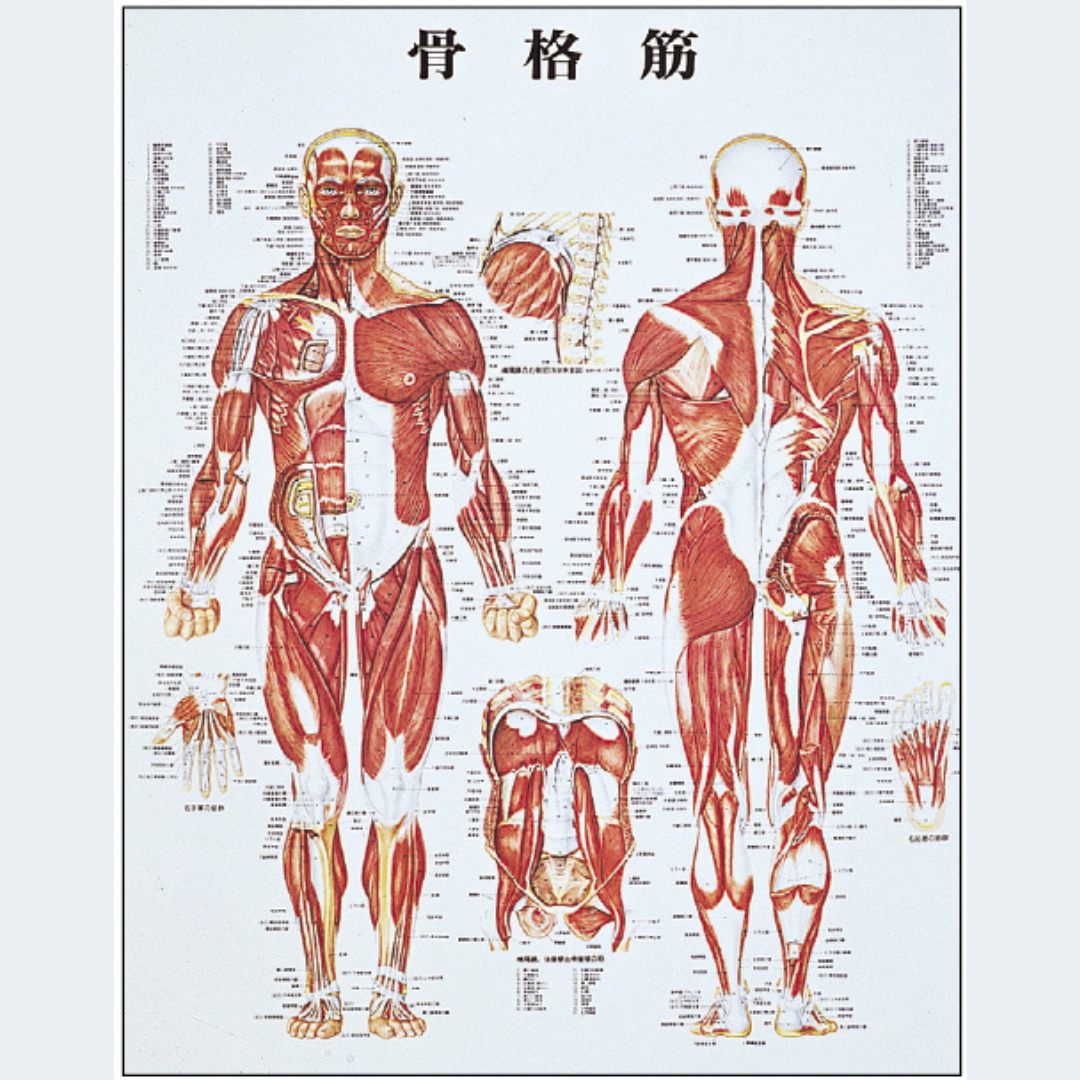 骨格筋