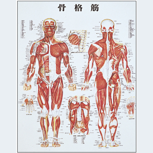 骨格筋